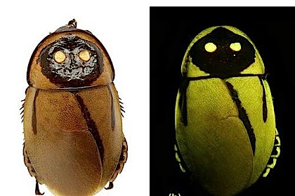 Светящийся таракан. Светящийся таракан.