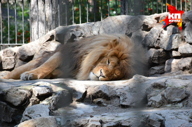 Андрей КОПАЛОВ
