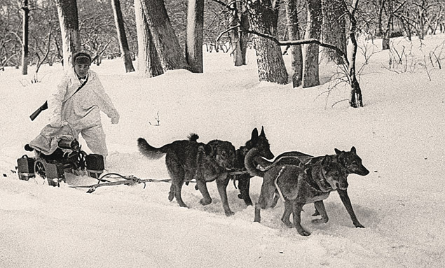 Самым массовым живым оружием были собаки. Самым массовым живым оружием были собаки.