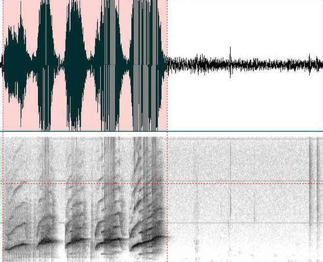 Так выглядит запись имени дельфина Так выглядит запись имени дельфина