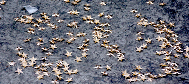 Фарберы прошлись по звездам и по совести