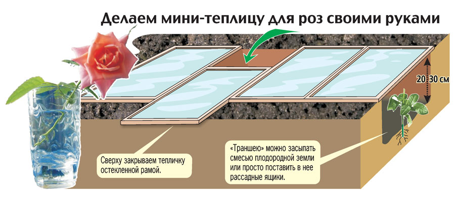 Мне Выращивание роз в теплице из черенков зимой еще