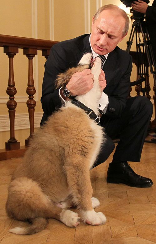 Подарок путину от японского премьера Подарок путину от японского премьера