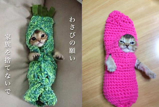 Вязание крючком на кошку 427