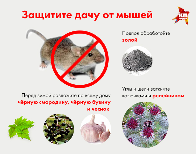 Как уничтожить мышей в домашних условиях Как уничтожить мышей в домашних условиях