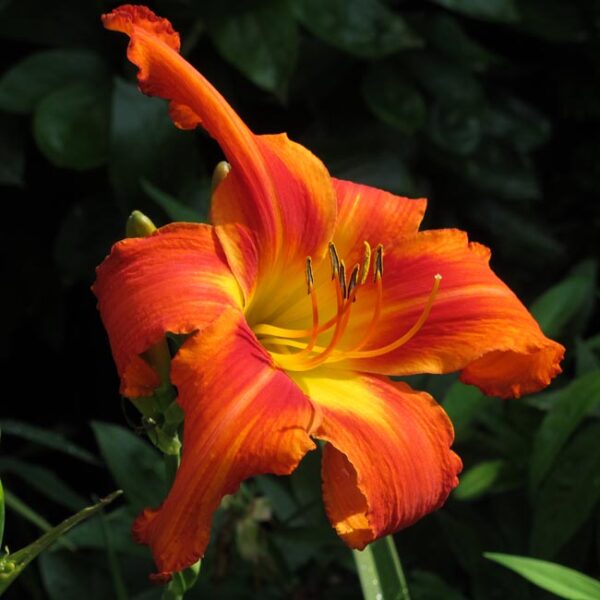 Выставка лилейников (красодневов) в Аптекарском огороде