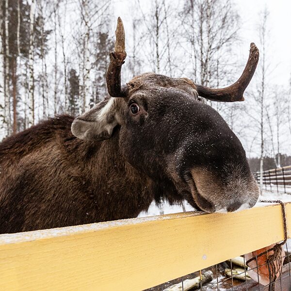 Масленица в Лосином острове