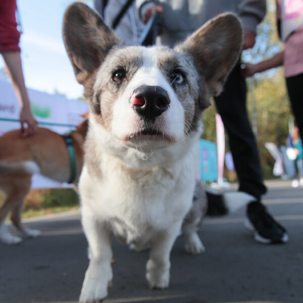 Фестиваль «Лапки»
