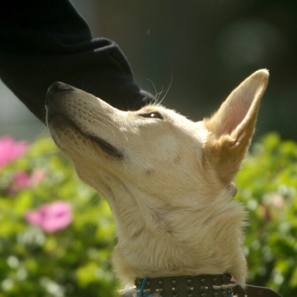 Фестиваль «Моспитомец»