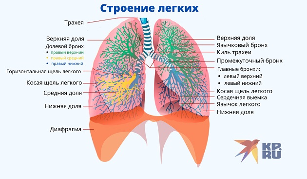 Легкие человека