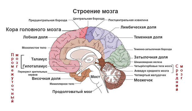 строение мозга