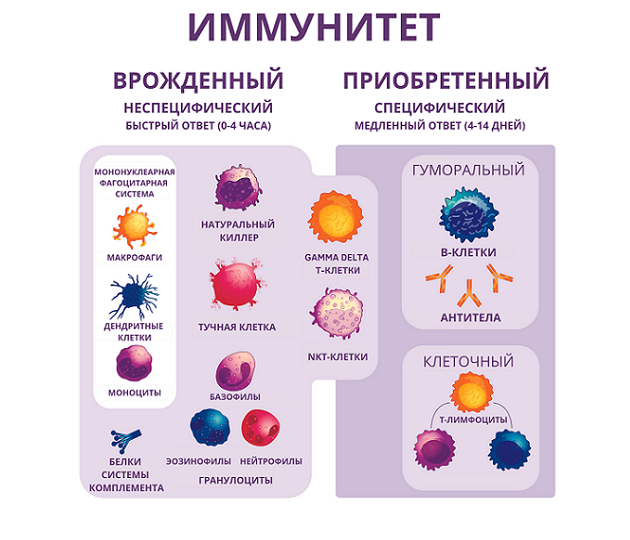 Иммунитет клетки