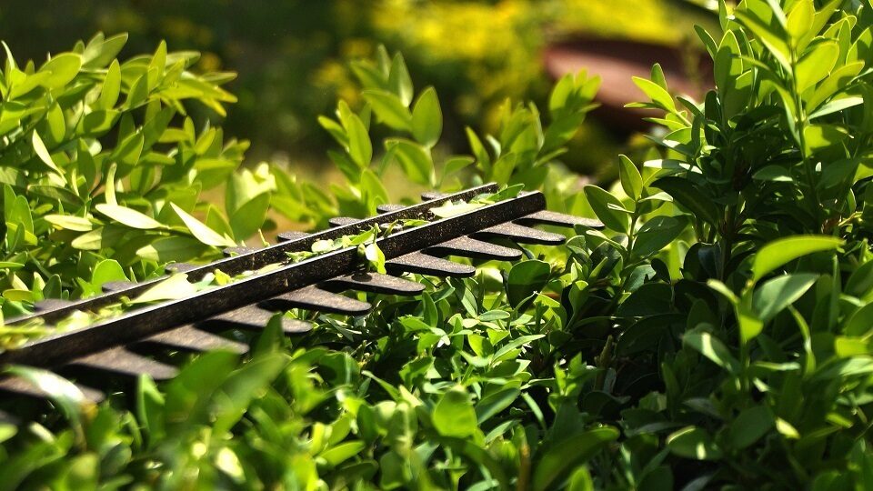 Лучшие кусторезы 2022