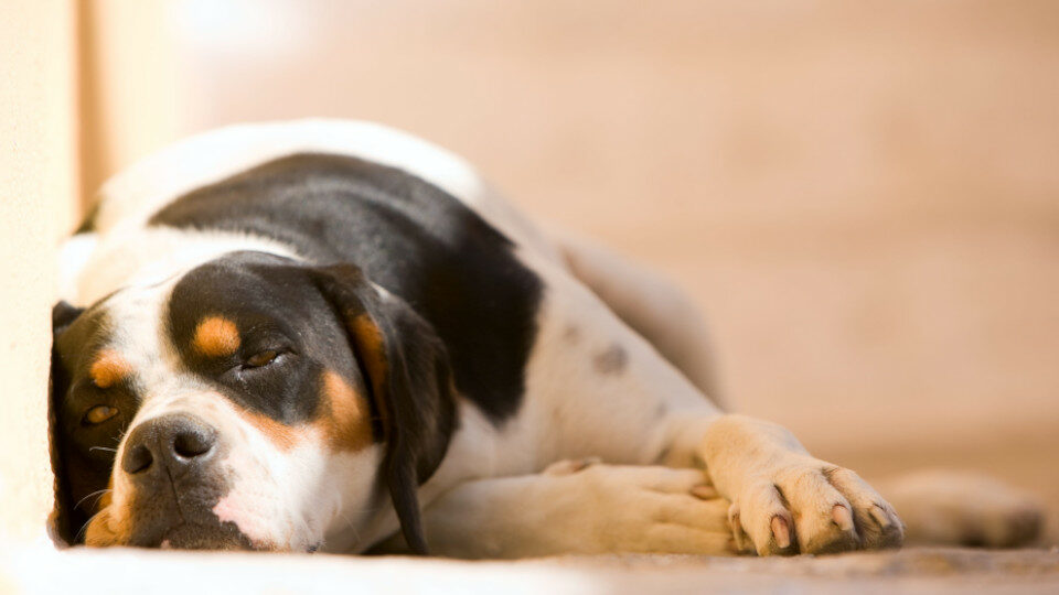 Лучшие капли от блох для собак