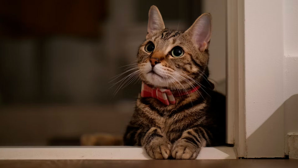 10 лучших антибиотиков для кошек в 2025 году