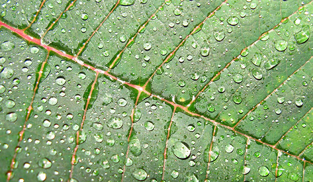 Цветок рождественская звезда