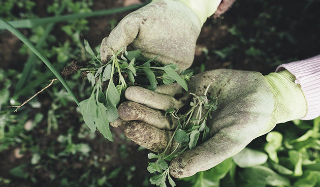 Борьба с сорняками в огороде