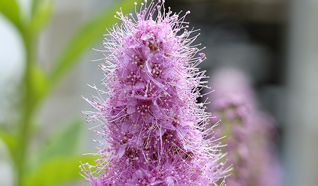 Спирея Билларда (Spiraea billardii)