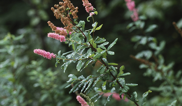 Спирея Дугласа (Spiraea douglasii)