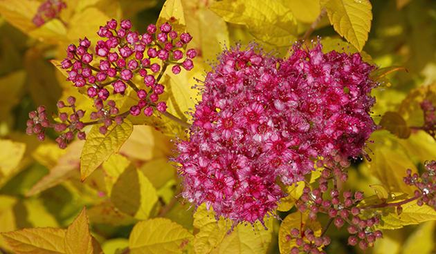 Спирея японская (Spiraea japonica)