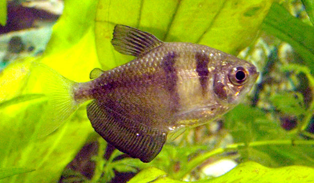 Рыбка тернеция