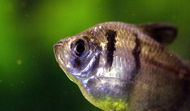 Рыбка тернеция