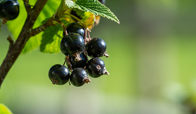 Как вырастить черную смородину