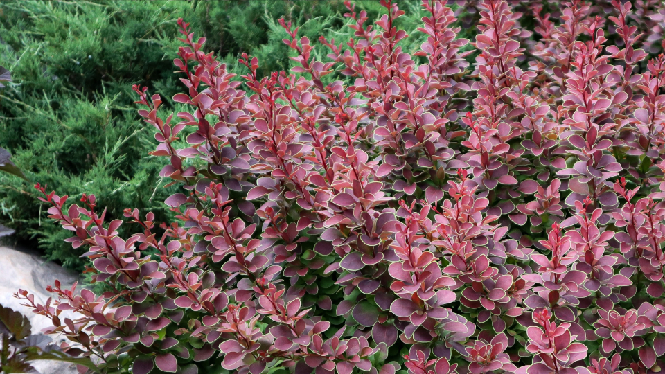 Барбарис Tунберга