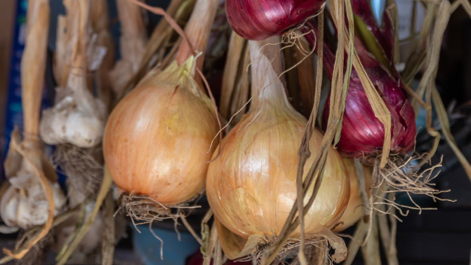 Лук: как вырастить хороший урожай