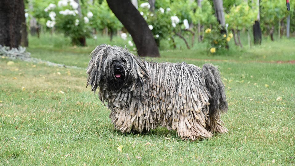 Пули собака