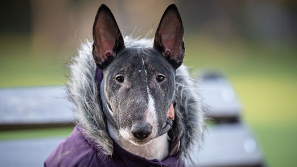 Миниатюрный бультерьер собака