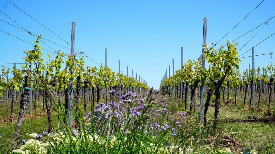 Посадка саженцев винограда весной в открытый грунт