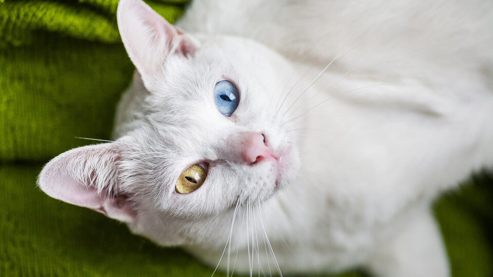 Као мани кошка