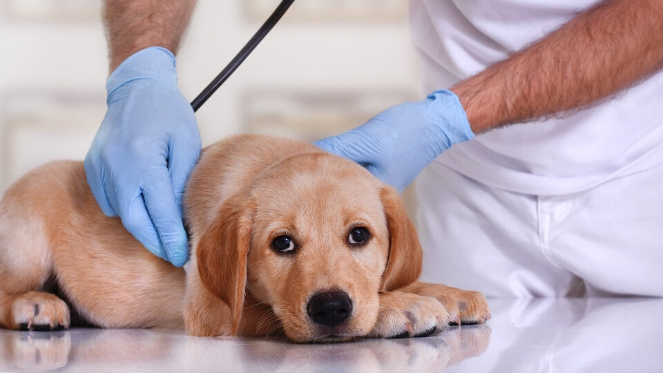 Судороги у собаки