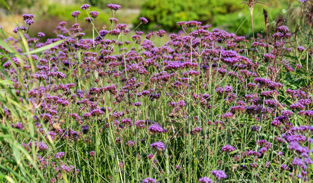 Вербена бонарская