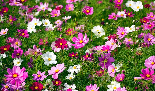 Космея дваждыперистая