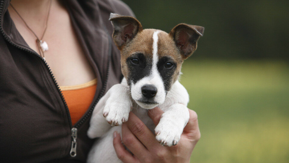 Как подготовить щенка к первому походу к ветеринару