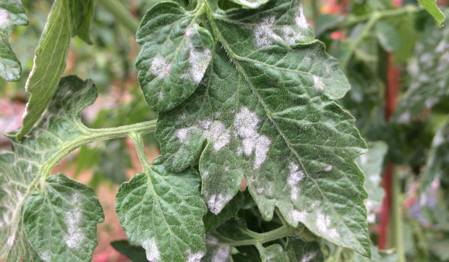 Мучнистая роса