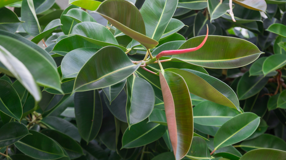 Фикус каучуконосный