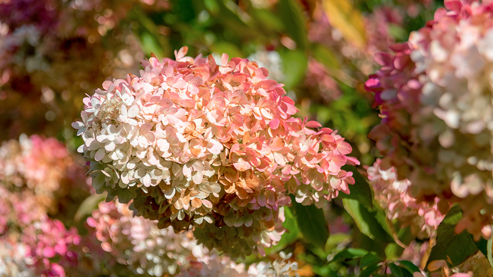 Гортензия Грандифлора