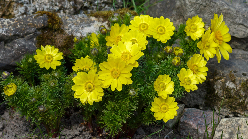 Адонис цветок