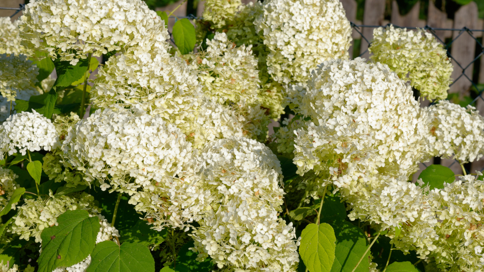 Гортензия Анабель