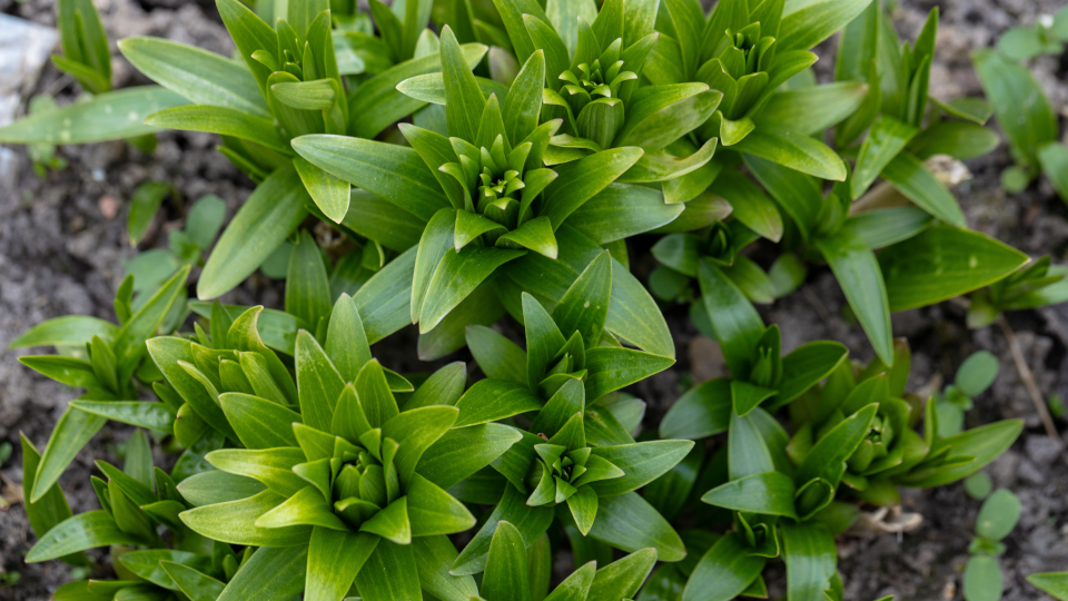 Чем подкормить лилии весной