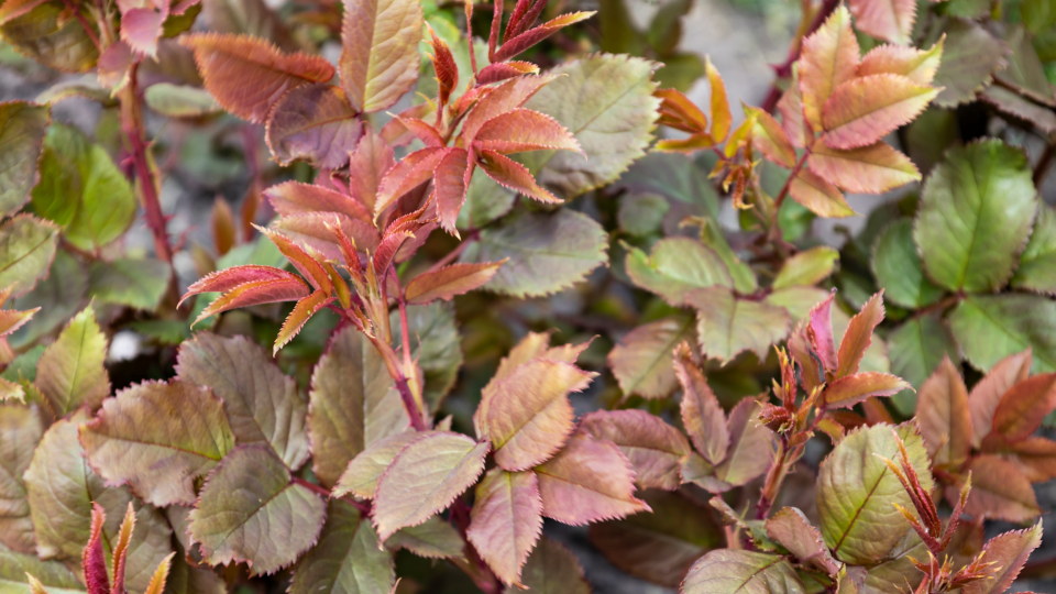 Чем подкормить розы осенью