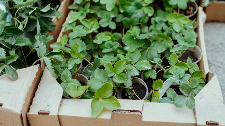 Посадка клубники осенью в открытый грунт