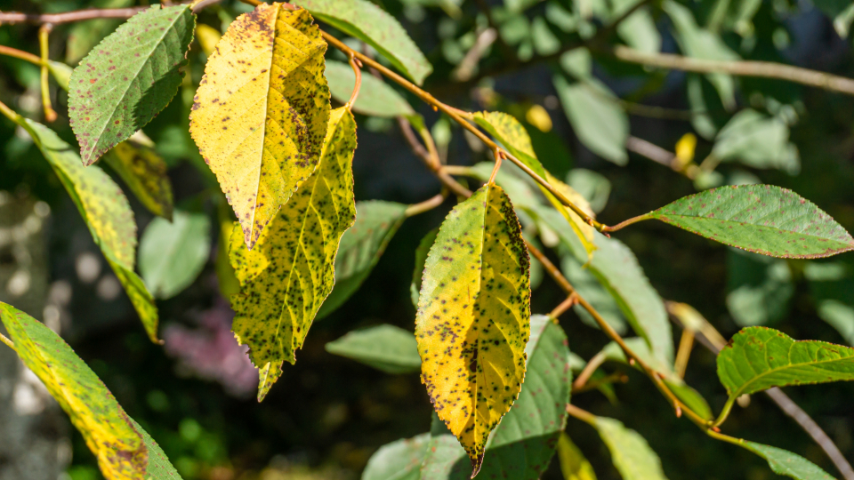 Болезни вишни