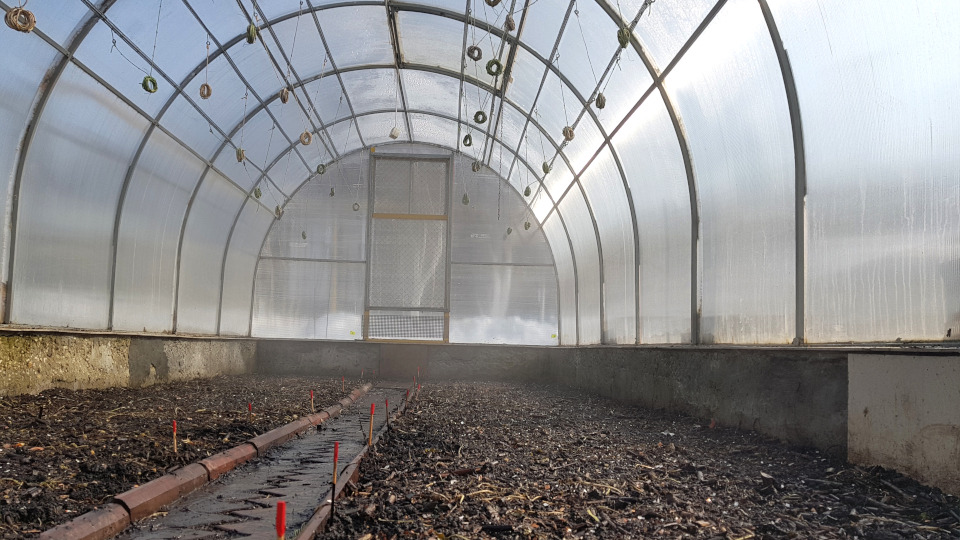 Серная шашка