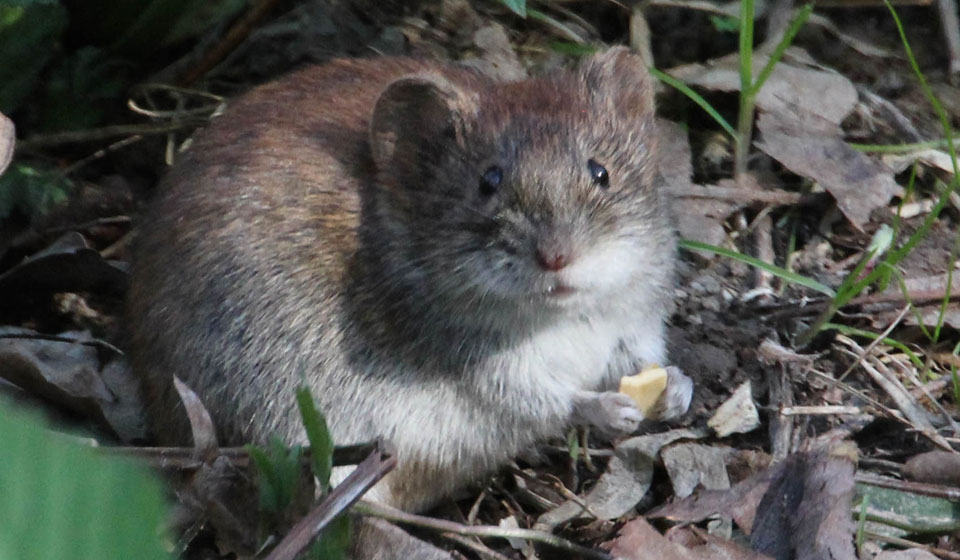 К Чему Снятся Мыши По Соннику: Толкование Снов Про Мышей