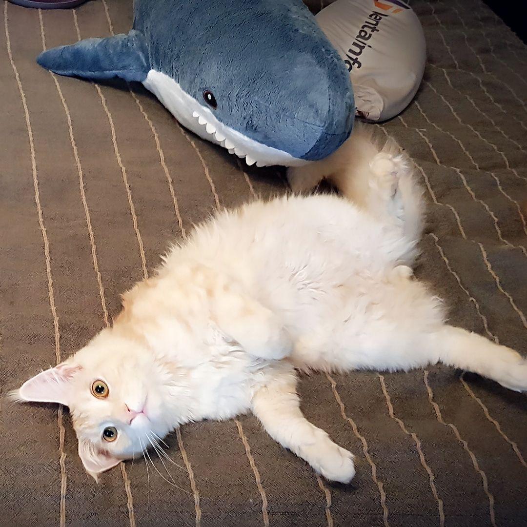 сильный понос у кота коронавирус сильный понос у кота коронавирус