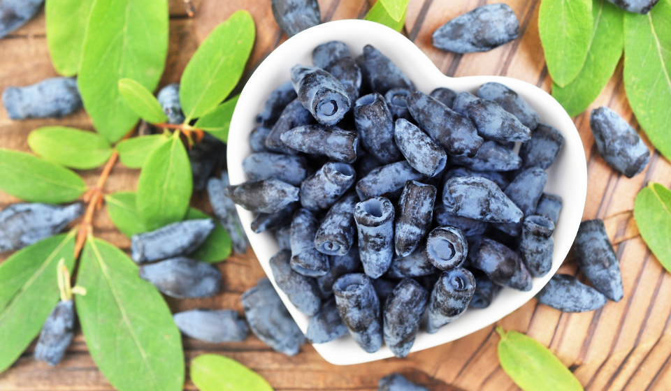 Жимолость польза и вред для здоровья мужчин, женщин, детей